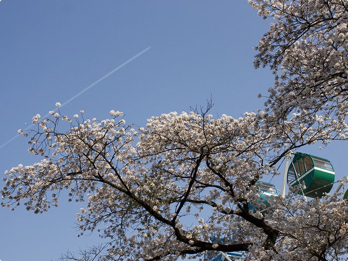 桜と観覧車と飛行機雲